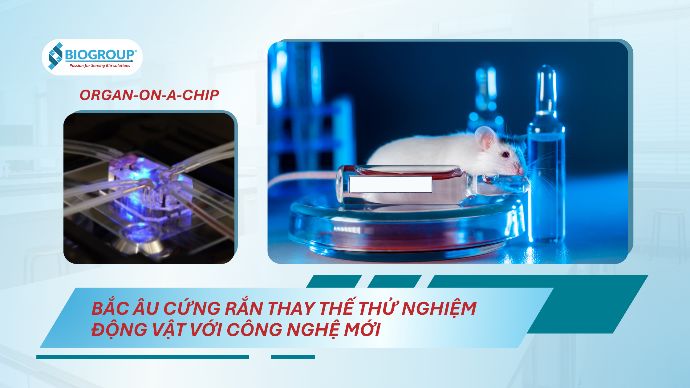Bắc Âu thay thế thử nghiệm động vật với công nghệ mới, nổi bật là organ-on-a-chip